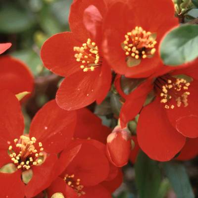 Chaenomeles x superba 'CRIMSON AND GOLD' - kdoulovec nádherný