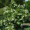 Kalina obecná - Viburnum opulus