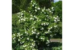 Kalina obecná - Viburnum opulus