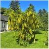 LABURNUM ANAGYROIDES – štědřenec odvislý