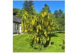 LABURNUM ANAGYROIDES – štědřenec odvislý