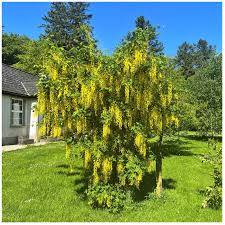 LABURNUM ANAGYROIDES – štědřenec odvislý