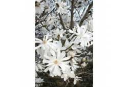 Magnolia stellata 'ROYAL STAR' - šácholan