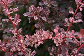 Berberis thunbergii 'ROSE GLOW' - DŘIŠŤÁL THUNBERGŮV