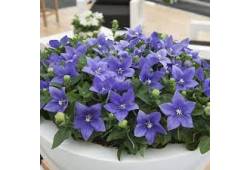 PLATYCODON grandiflorus 'ASTRA BLUE' - Boubelka