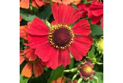 HELENIUM – HAYDAY RED - záplevák