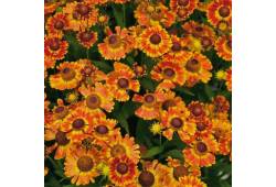 Helenium autumnale HayDay Orange - záplevák