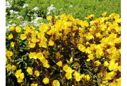 Oenothera fruticosa " Sonnenwende " - pupalka křov..