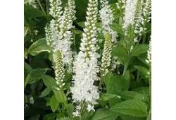 Veronica longifolia SCHNEERIESIN - rozrazil dlouho..