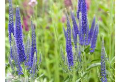 Veronica longifolia (maritima) - Rozrazil dlouholi..