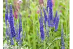 Veronica longifolia (maritima) - Rozrazil dlouholi..