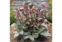 Helleborus 'Penny's Pink' - čemeřice