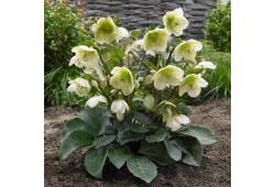 Helleborus 'MOLLY'S WHITE' - čemeřice