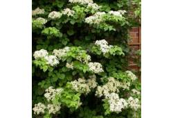 Hydrangea anomala subsp. petiolaris - hortenzie řa..