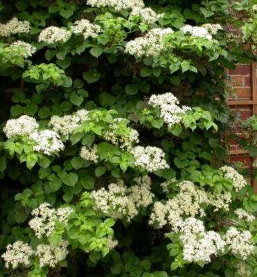 Hydrangea anomala subsp. petiolaris - hortenzie řapíkatá