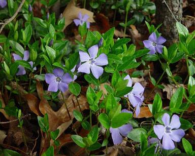 VINCA MINOR – barvínek menší