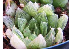 Haworthia mucronata var. inconfluens