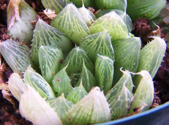 Haworthia mucronata var. inconfluens 