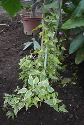 Lilek jasmínovitý 'Variegata' - Solanum jasminoides 'Variegata'