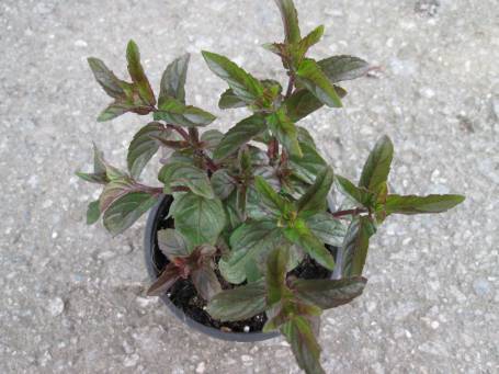 Máta čokoládová - Mentha x piperita ´Chocolade´