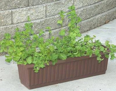 Mentha p. Curly - Máta zkadeřená