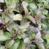 Máta sladká hruška - Mentha p. Jessica's Sweet Pear