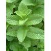 Máta grepová - mentha grapefruit