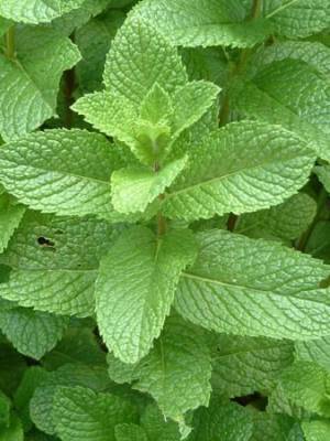 Máta grepová - mentha grapefruit