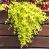 Lysimachia nummularia Goldilocks - vrbina penízková