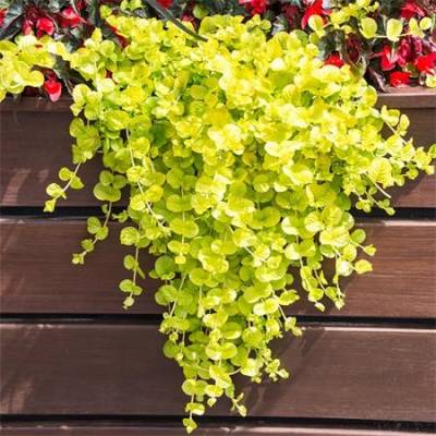 Lysimachia nummularia Goldilocks - vrbina penízková