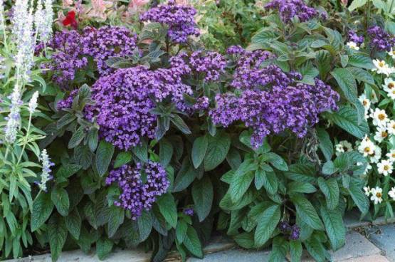Heliotropium arborescens - Otočník stromovitý (vanilovník)