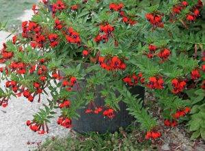 Cuphea llavea - hlaznatec