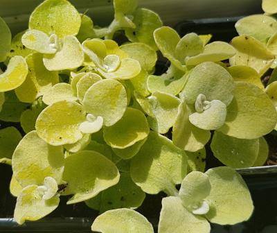 Helichrysum petiolare 'Gold' - smil