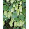 Humulus Lupulus Hops - chmel otáčivý