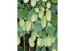 Humulus Lupulus Hops - chmel otáčivý