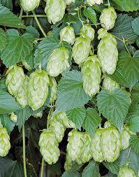 Humulus Lupulus Hops - chmel otáčivý