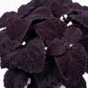 Coleus (africká kopřiva) ´COPINTO®MANHATTAN