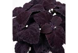 Coleus (africká kopřiva) ´COPINTO®MANHATTAN