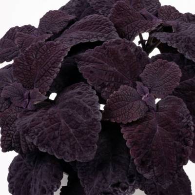 Coleus (africká kopřiva) ´COPINTO®MANHATTAN
