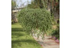 Copy of Thymus Herba - Barona Growflow - tymián km..