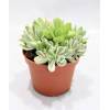 Crassula Rusby variegata - Tlustice