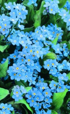 Myosotis Mr. Blue Sky - Pomněnka modrá