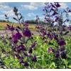 Salvia salvinio Dark Purple - šalvěj