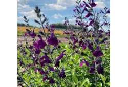 Salvia salvinio Dark Purple - šalvěj