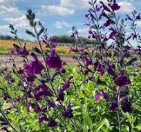 Salvia salvinio Dark Purple - šalvěj