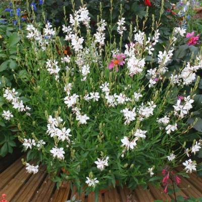 Gaura " Karalee White " - svíčkovec