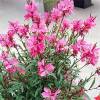 Gaura lindheimeri &quot; Lillipop Pink &quot; - svíčkovec