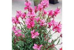 Gaura lindheimeri " Lollipop Pink " - svíčkovec