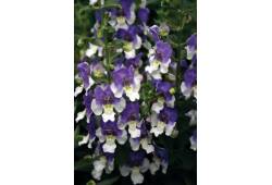 Angelonia Angelos Blue and White