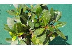 Laurus nobilis - bobkový list ( vavřín ušlechtilý)